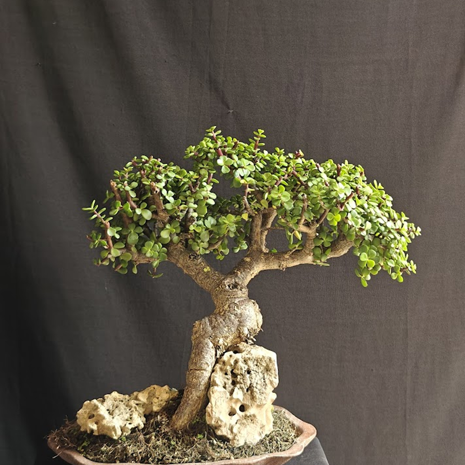 Beginner’s Guide to Bonsai: Essential Tips for Growing Your First Miniature Tree