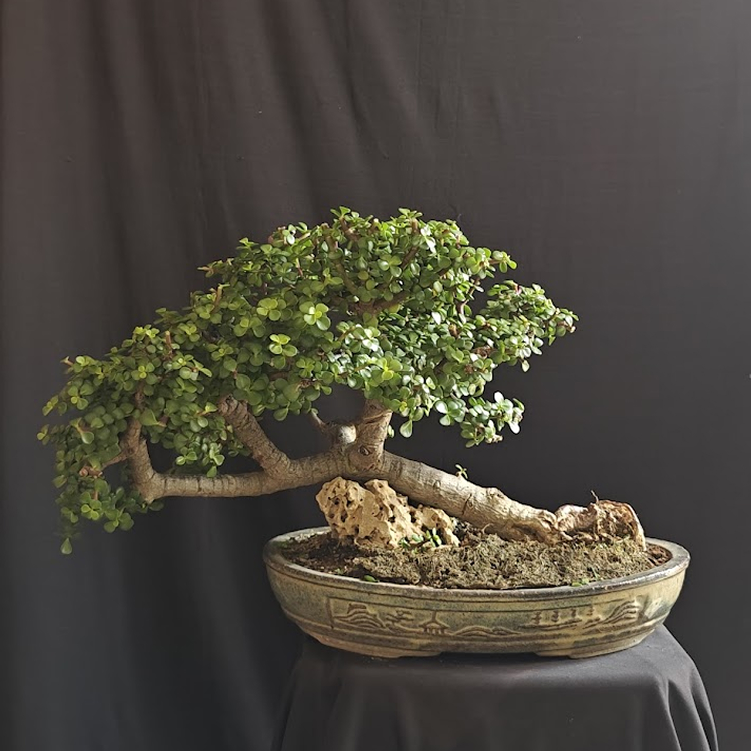 Beginner’s Guide to Bonsai: Everything You Need to Know Before Buying Your First Tree