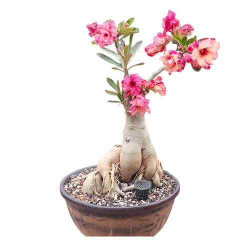 Flowering and Fruiting