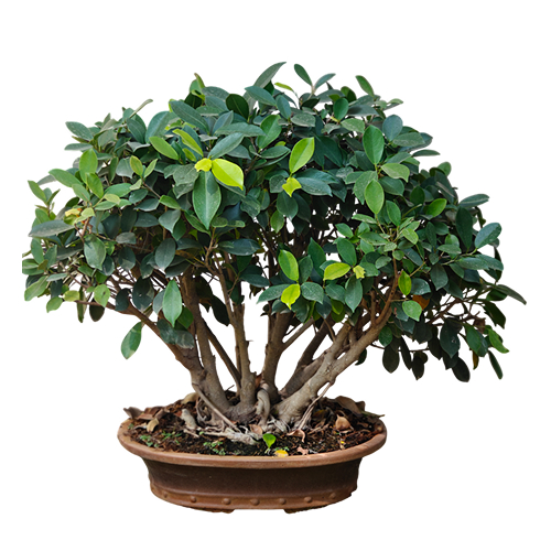 Ficus